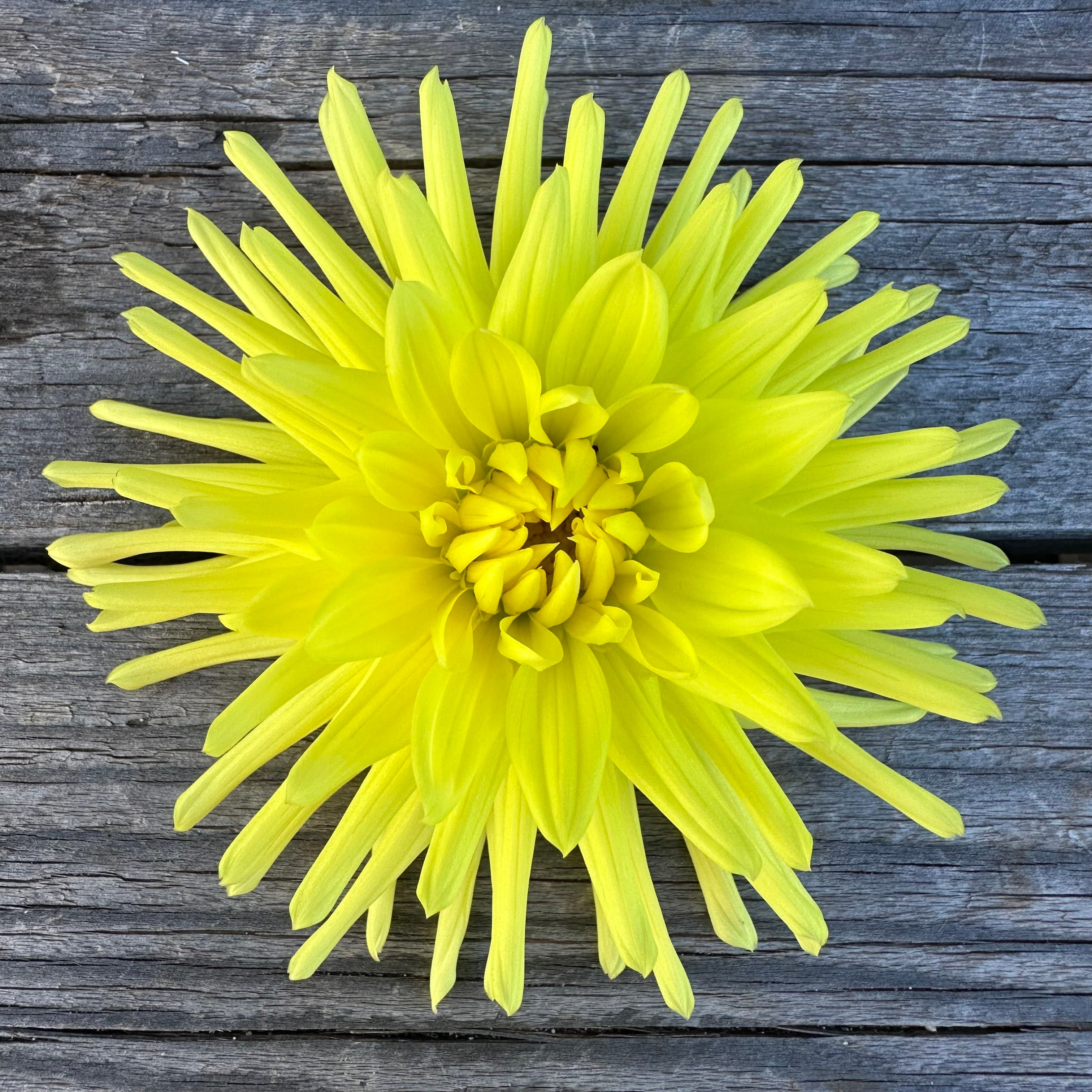 Dahlia Gay Bright Eyes Tuber Glenview Dahlias Daffodils