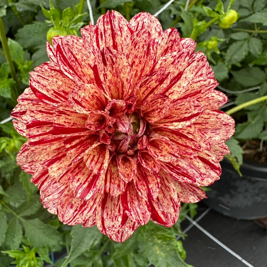 Dahlia Florelie Raspberry Cheesecake - Tuber | Glenview Dahlias & Daffodils
