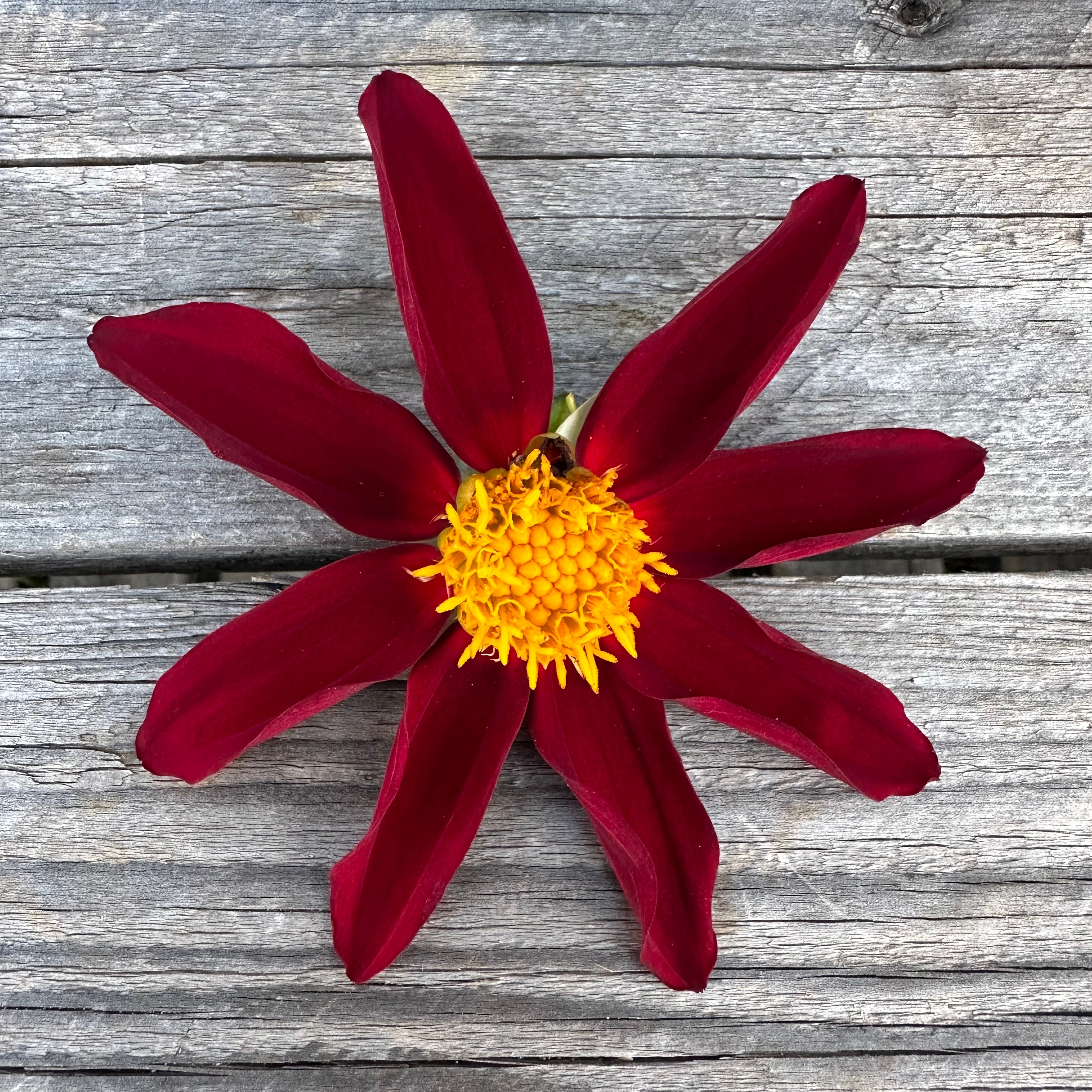 Dahlia Verrone's Obsidian - Tuber | Glenview Dahlias & Daffodils