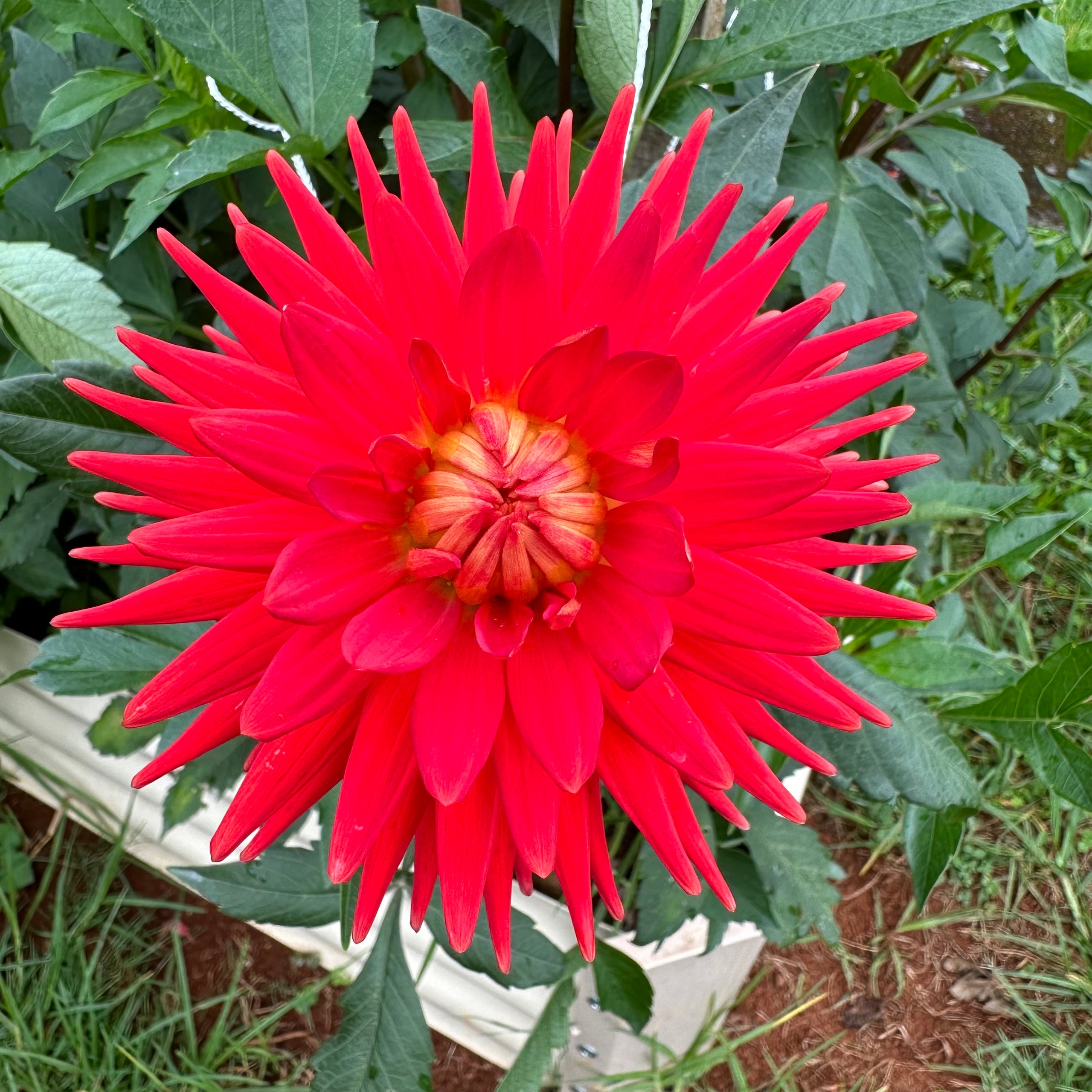 Daliafire (Maroon) main image 1